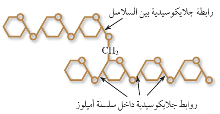 الأميلوبكتين